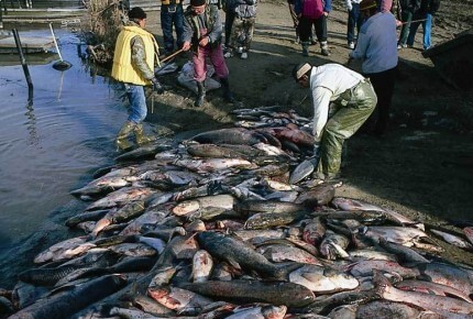 Des poissons morts échoués sur les rives du Danube, après le déversement dans un affluent de la mine d'or de Baia Mare en Roumanie de milliers de mètres cubes de déchets contaminés au cyanure © Tibor Kocsis