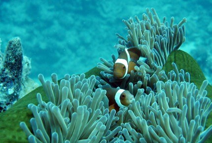 Jaeger-LeCoultre Tides of Times - la Grande Barrière de corail (Australie) © Evergreen