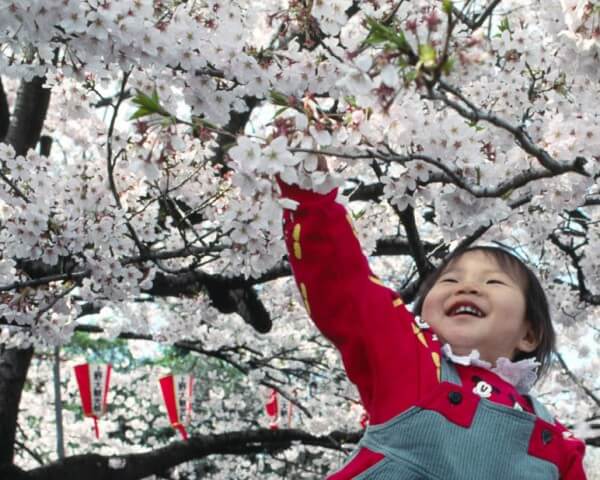 The enjoyment of the cherry trees in full bloom, in early April. This is a time of collective celebration, when people picnic under the trees (hanami)