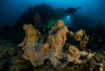 Sponge © Laurent Ballesta GOMBESSA V Planète Méditerranée