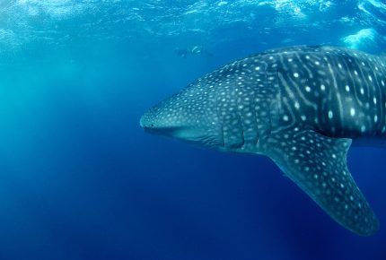 2006 Rolex Awards laureate Brad Norman has devised an identification system to help protect whale sharks - © Rolex/Kurt Amsler