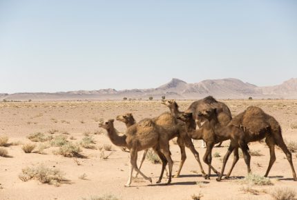En Tunisie, le Prix Rolex à l’esprit d’entreprise 2016 Sarah Toumi tente de protéger les fermiers de la progression du désert au Sahara – © Rolex/Reto Albertalli