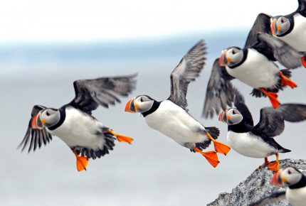 1987 Rolex Awards laureate Stephen Kress’s Project Puffin has inspired conservation plans for 48 bird species in 14 countries - © Courtesy of Stephen Kress