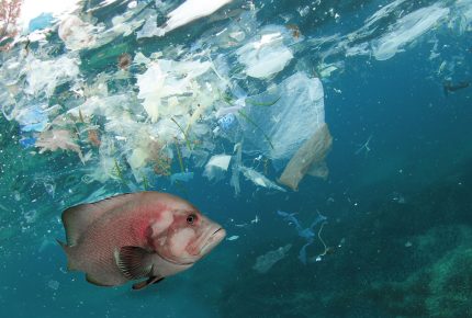 Fish and plastic pollution in sea. Microplastics contaminate seafood.