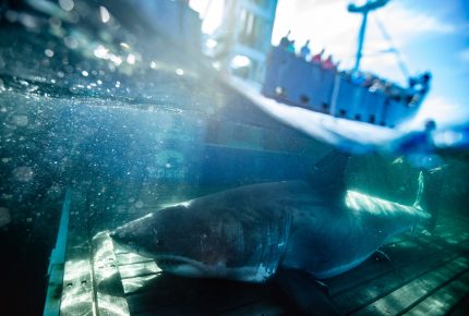 Conservation des océanidés et des requins - Île Nova Scotia Hay