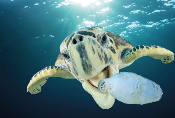 Plastic pollution problem - Sea Turtle eating plastic bottle in ocean