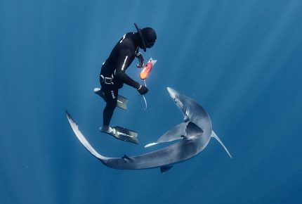 Balisage des requins © Ulysse Nardin