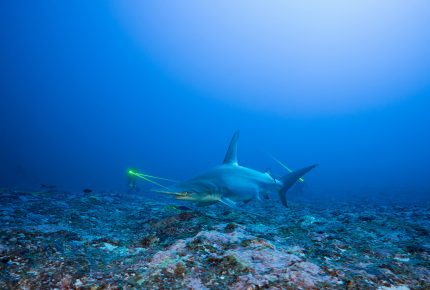 Blancpain in collaboration with the Mokarran Protection Society for great hammerhead sharks © Thomas Pavy