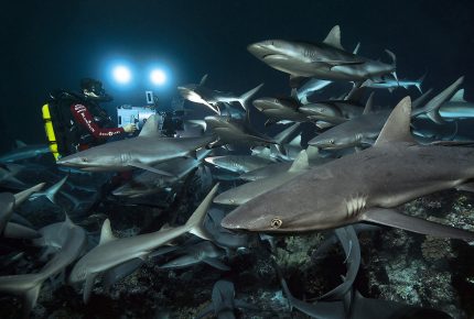 Gombessa IV - 700 sharks in the night © Laurent Ballesta