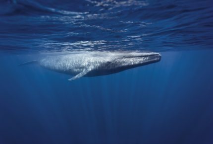 Oris Blue Whale Limited Edition