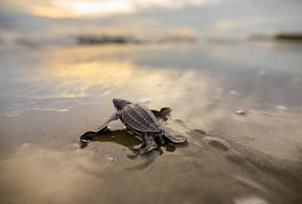 Certina supports The Sea Turtle Conservancy (1)