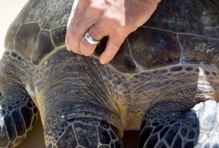 Certina supports The Sea Turtle Conservancy (3)