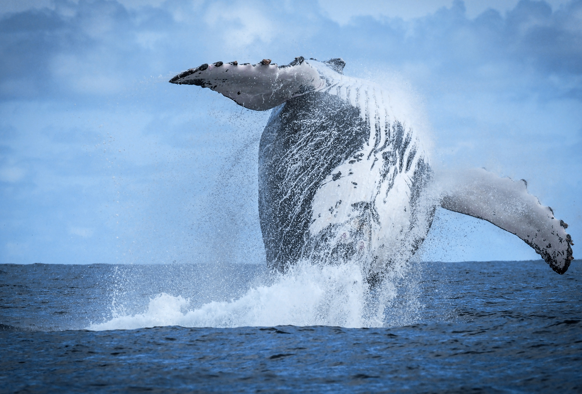 Baleines-à-bosse