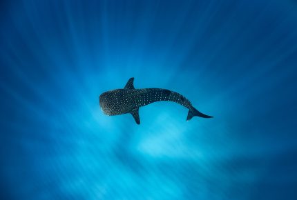 Whale-shark-Ningaloo-blue