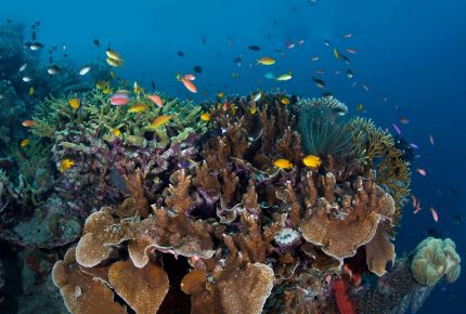 poissons-autour-d'un-récif-de-corail-aux-îles-Salomon